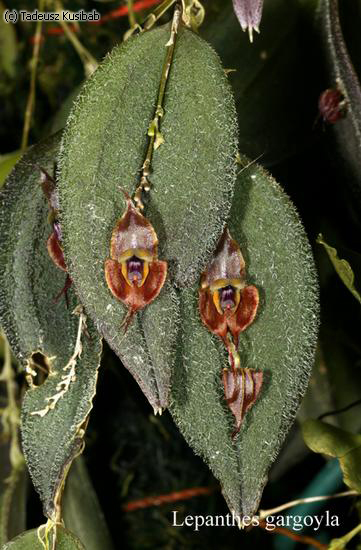 Lepanthes gargoyla
