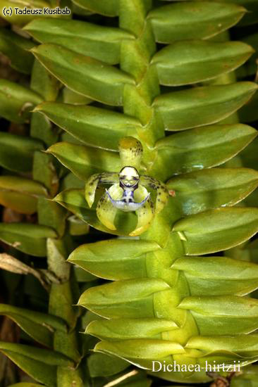 Dichaea hirtzii
