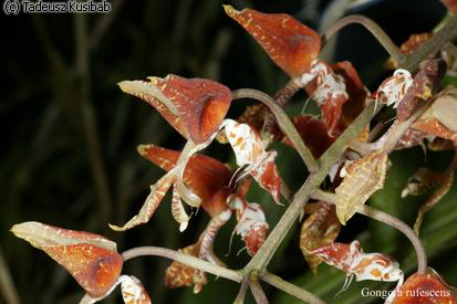 Gongora rufescens
