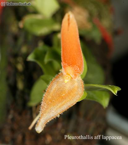 Pleurothallis aff lappacea
