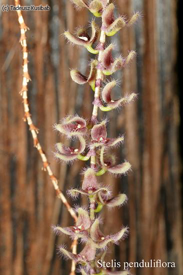 Stelis penduliflora
