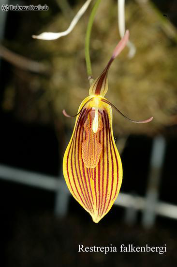 Restrepia falkenbergi
