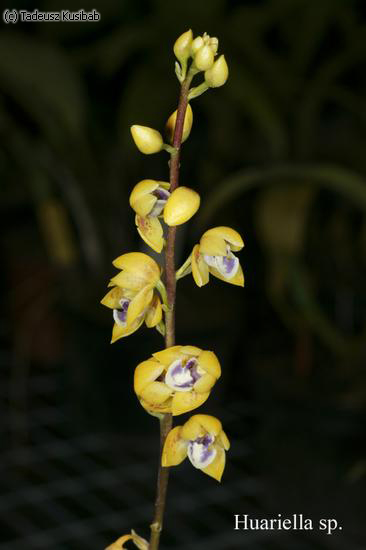 Huariella sp.
