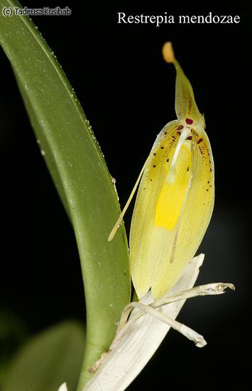 Restrepia mendozae
