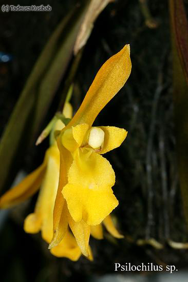 Psilochilus sp.
