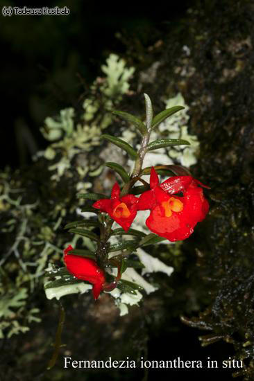 Fernandezia ionanthera in situ
