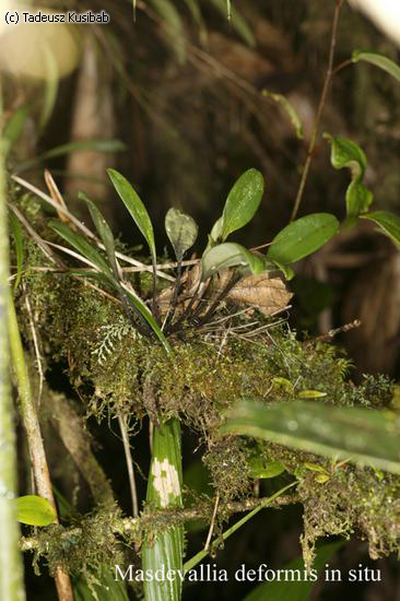 Masdevalia deformis in situ
