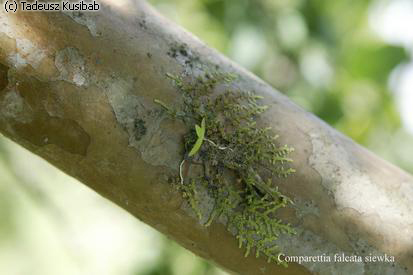 Comparettia falcata siewka
