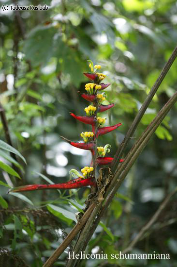 Heliconia schumanniana
