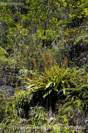 Eriopsis biloba in situ – Valladolid
