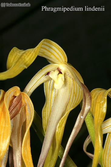 Phragmipedium lindenii
