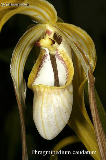 Phragmipedium caudatum
