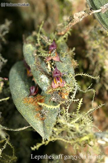 Lepanthes aff gargyola in situ
