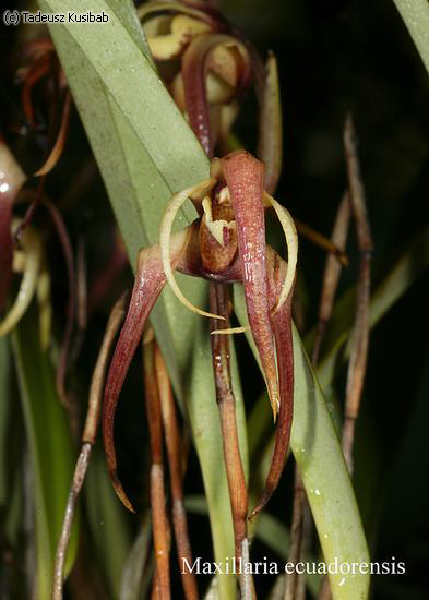Maxillaria ecuadorensis
