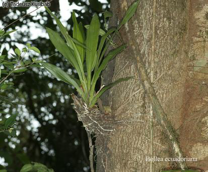 Bollea ecuadoriana
