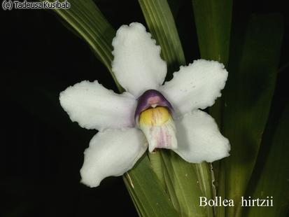 Bollea hirtzii
