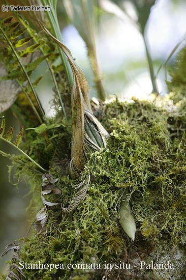 Stanhopea connata in situ – Palanda
