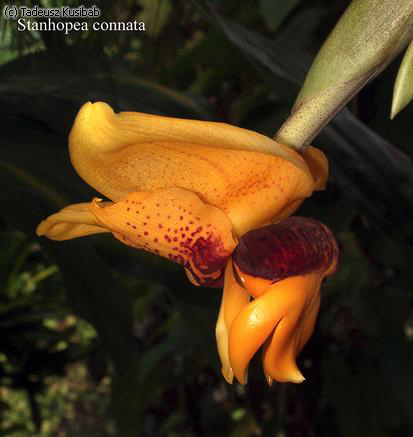 Stanhopea connata
