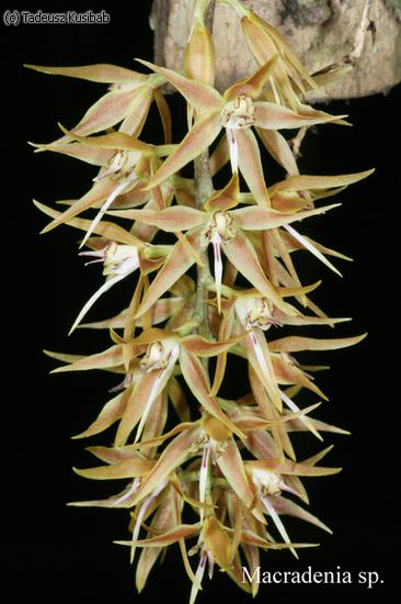 Macradenia sp.
