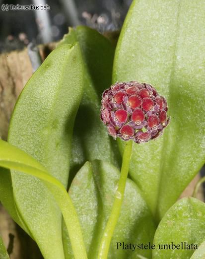 Platystele umbellata
