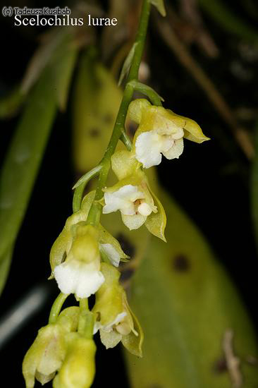 Scelochilus luare
