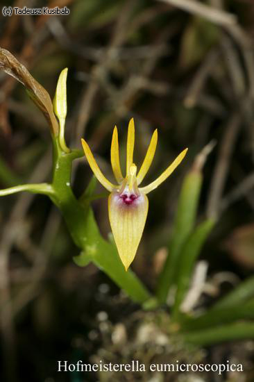 Hofmeisterella eumicroscopica
