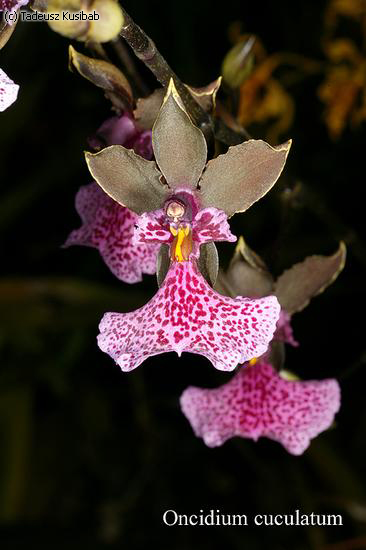 Oncidium cuculatum
