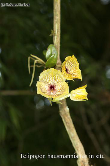 Telipogon hausmannianus in situ
