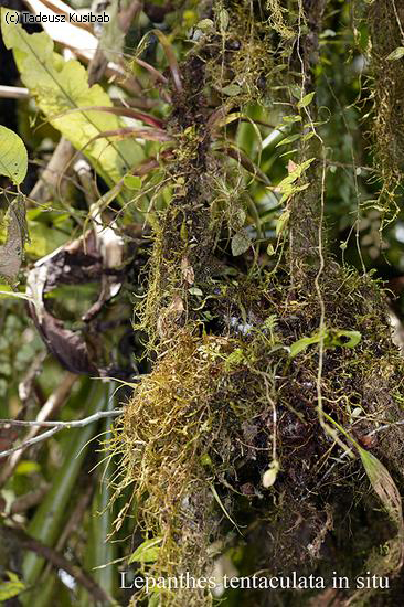 Lepathes tentaculata in situ
