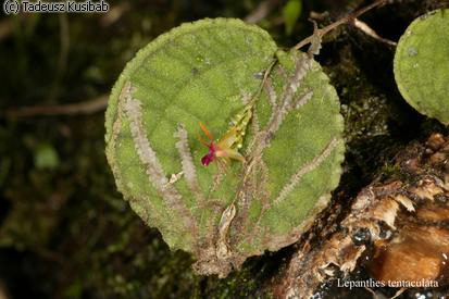 Lepathes tentaculata
