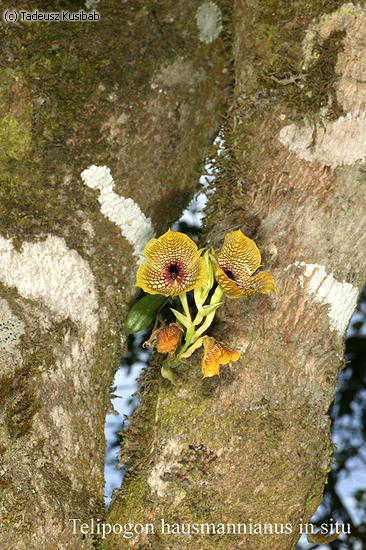 Telipogon hausmannianus in situ
