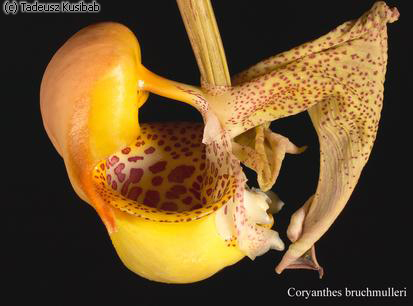 Coryanthes bruchmulleri
