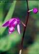 Bletilla striata