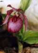 Cypripedium x ventricosum