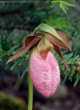 Cypripedium acaule