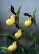 Cypripedium calceolus