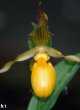 Cypripedium pubescens