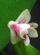 Dendrobium cultriforme