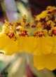 Oncidium sphacelatum