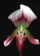 Paphiopedilum callosum var sublaeve