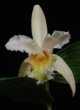 Sobralia fimbriata