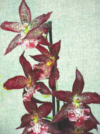 Beallara marfitch 'howard's dream'
