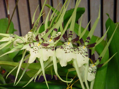 Brassia rex 'sakata'
