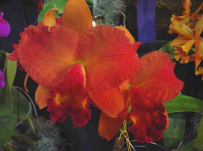 Brassolaeliocattleya mem susan joy
