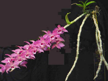 Dendrobium nestor
