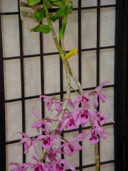 Dendrobium anosmum var  superbum 
