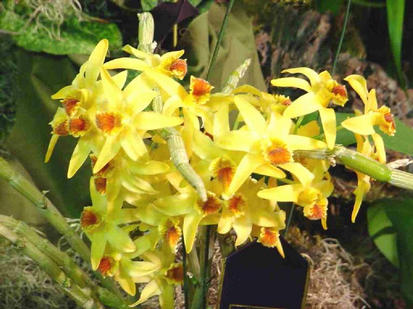 Dendrobium heterocarpum
