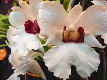 Dendrobium sanderae var major
