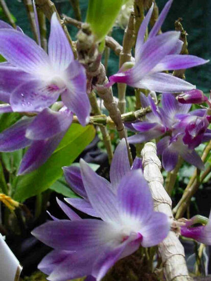 Dendrobium victoria-reginae
