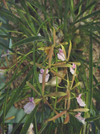 Encyclia bractescens
